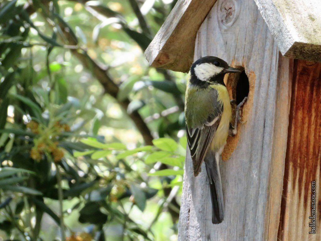 Photo d'une mésange dans un nichoir