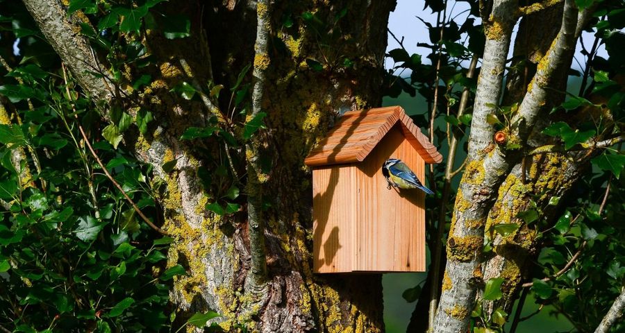 Photo d'un nichoir à oiseau boîte aux lettres